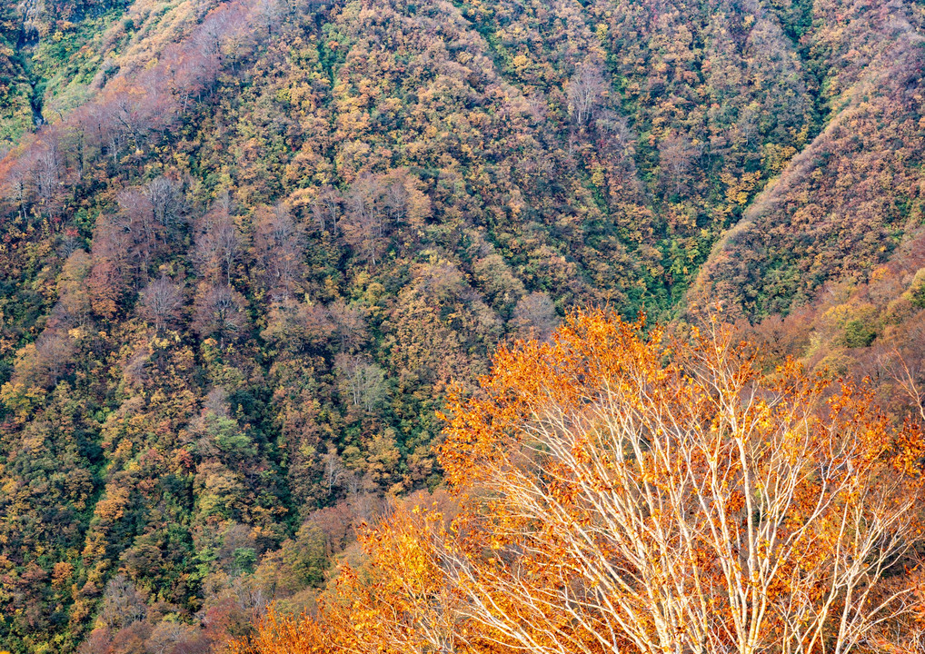 只見の紅葉