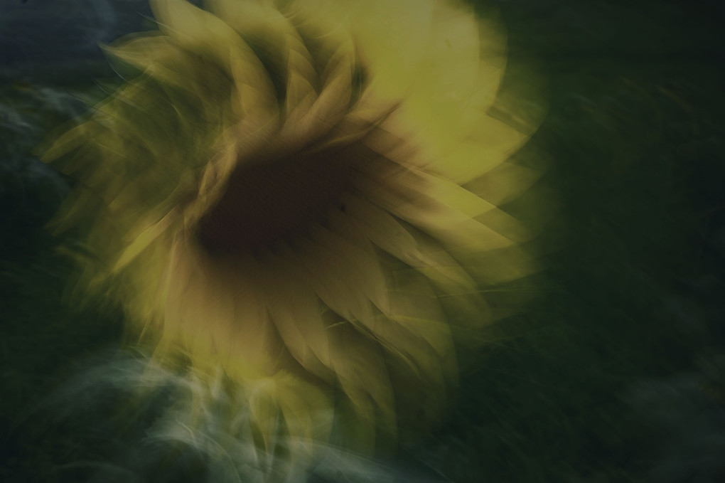 ICM Sunflower 