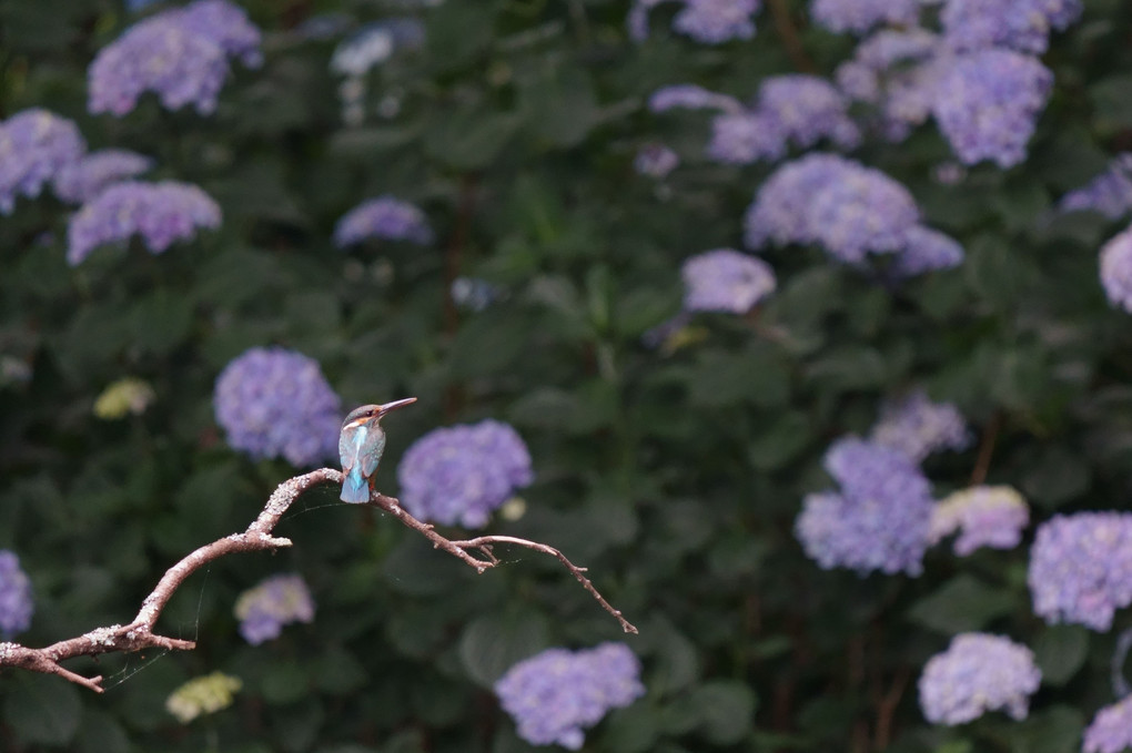 紫陽花とカワセミ