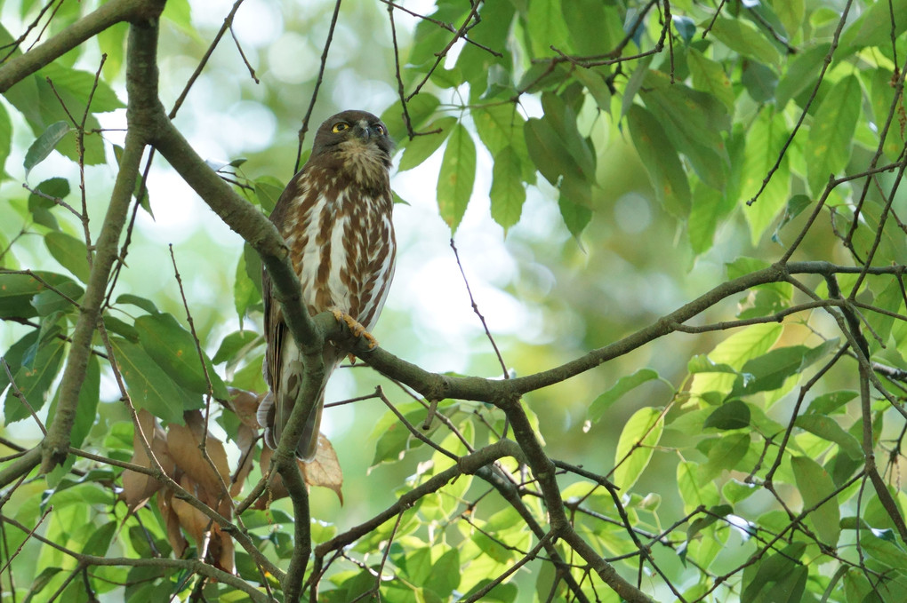 アオバズク御到着