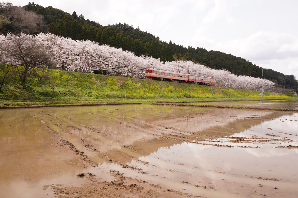 2022年5月αcafe choice掲載作品：今年もいすみの桜に会えました♪