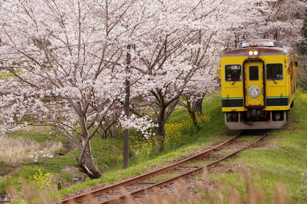2022年5月αcafe choice掲載作品：今年もいすみの桜に会えました♪
