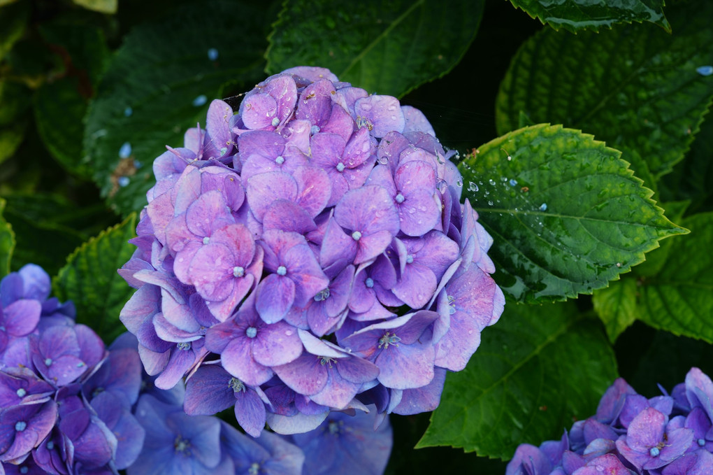 水滴をまとった初夏の紫陽花
