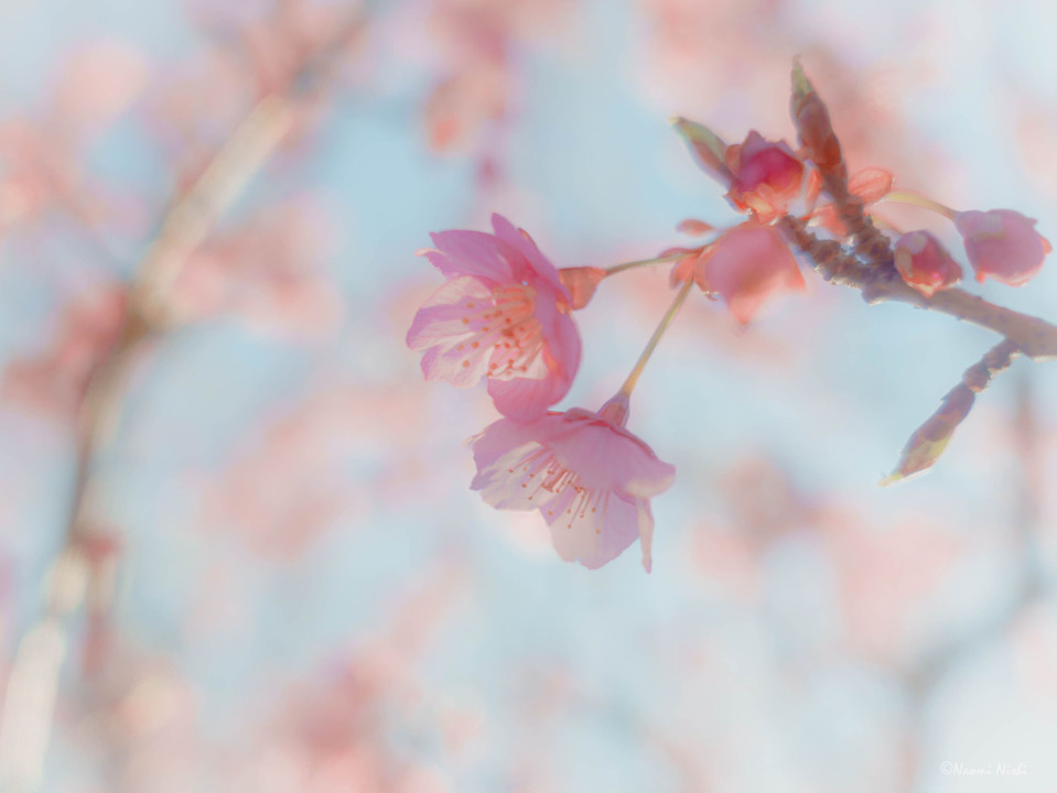 春の便り　河津桜