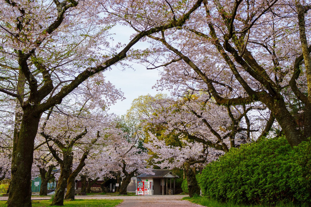滋賀県大津市膳所公園の桜