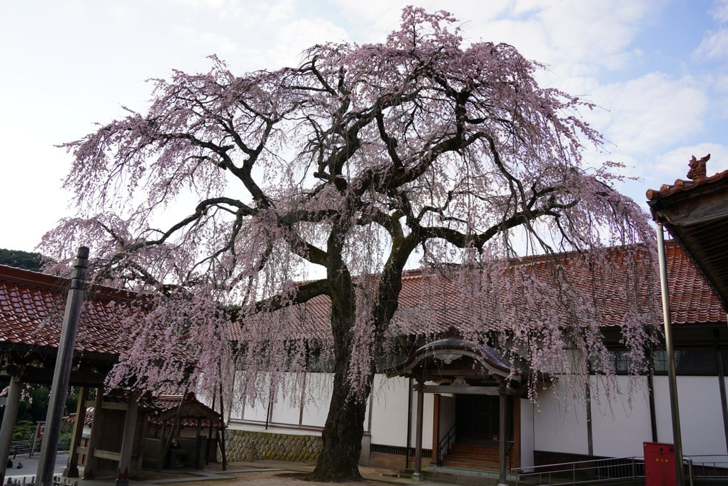 極楽寺の桜