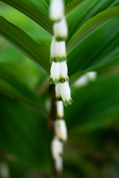 植物園の春