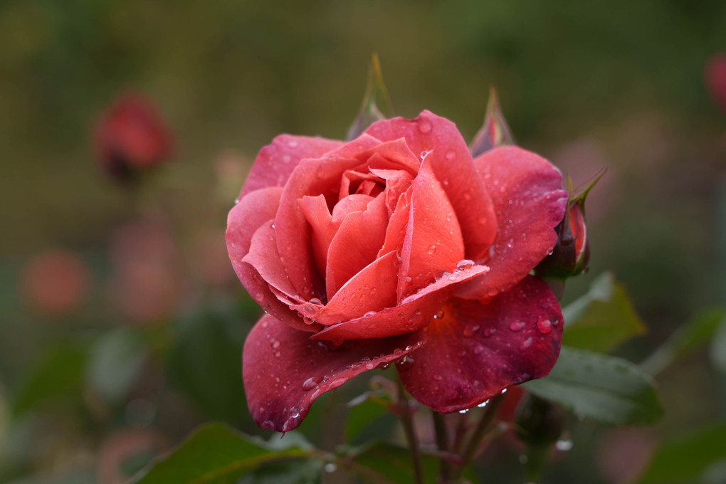 雨上がりに薔薇を楽しむ