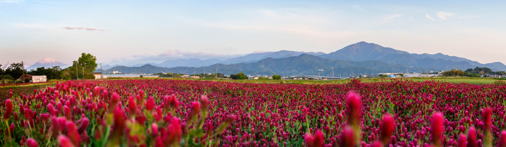 深紅の野辺　（クリムゾンクローバー）