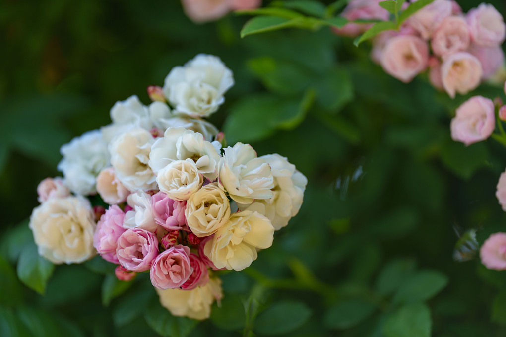 1300種の薔薇　（花菜ガーデン）