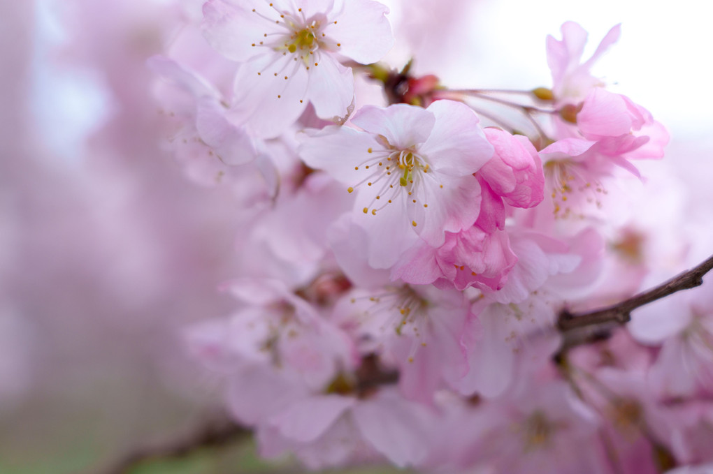 春めき桜　（南足柄　一ノ堰ハラネ）