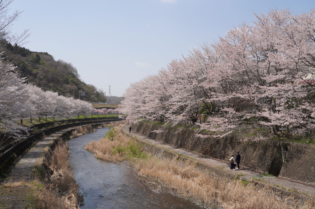 真岡鉄道で巡る苺と桜