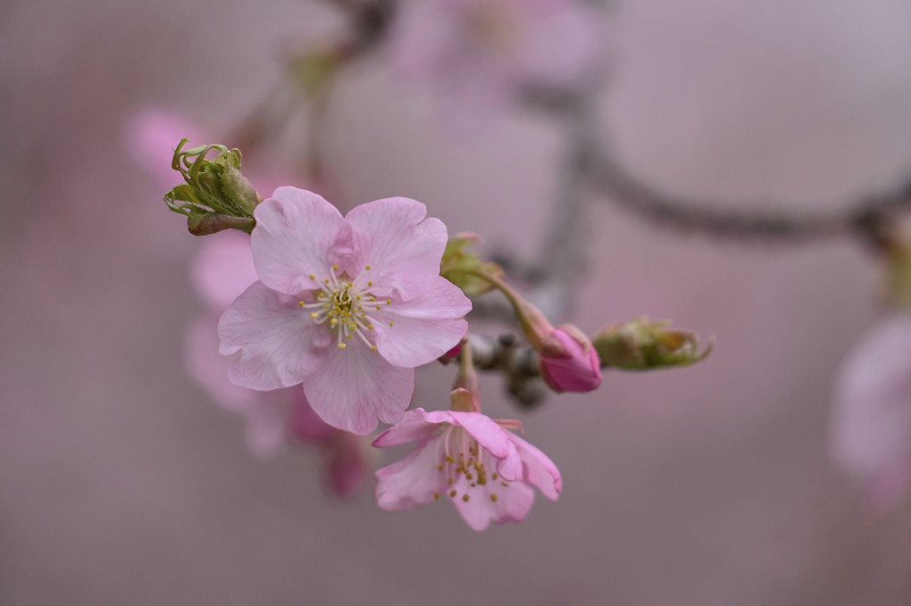 菜の花×河津桜