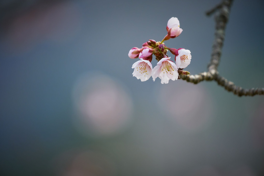 東北にも桜の季節