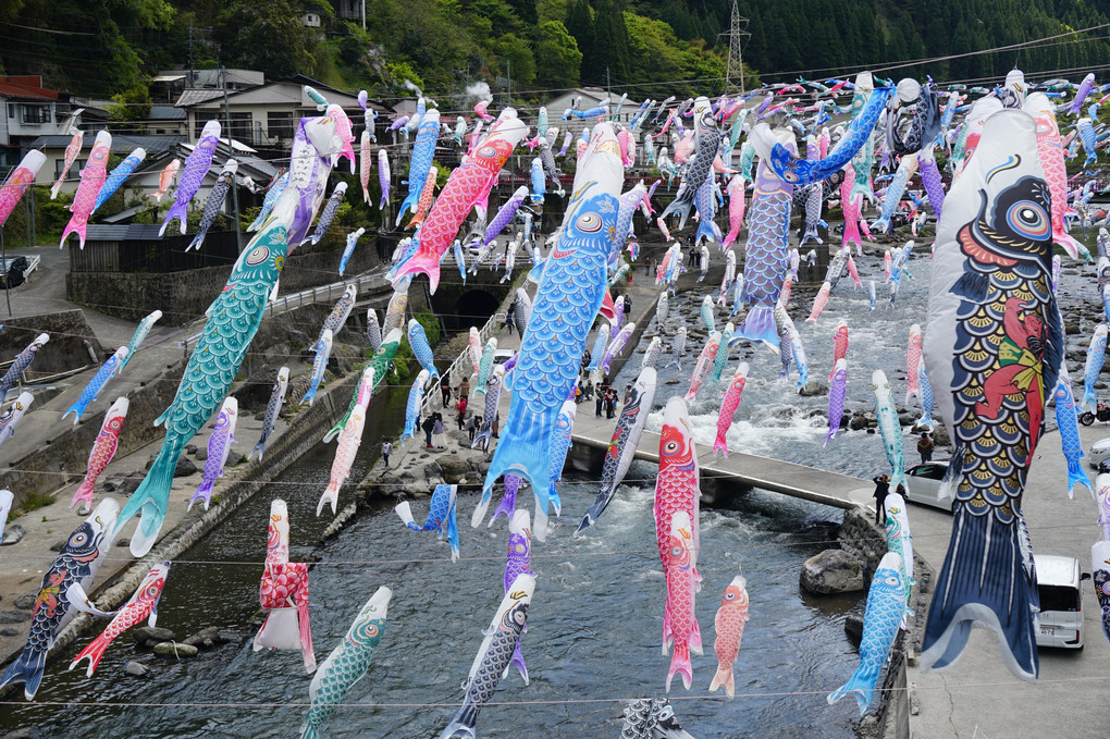 杖立川に泳ぐ鯉のぼり（組写真）