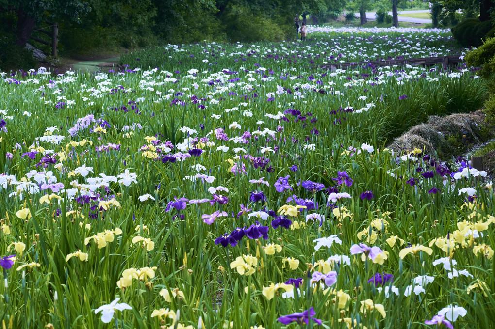 赤堀花菖蒲園