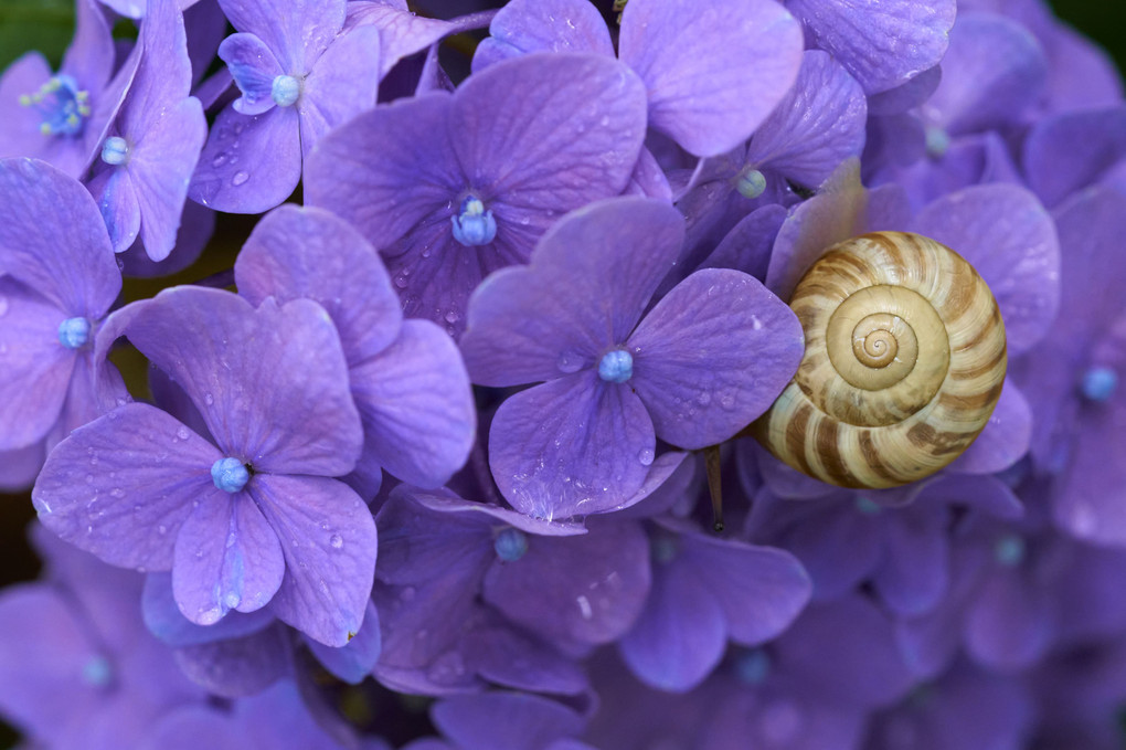 紫陽花と蝸牛