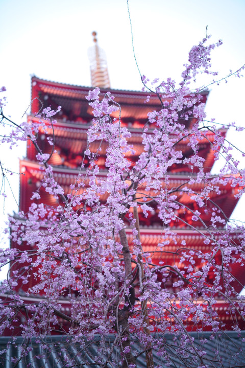 浅草寺　桜と五重塔