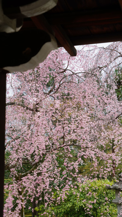 寺と枝垂れ桜
