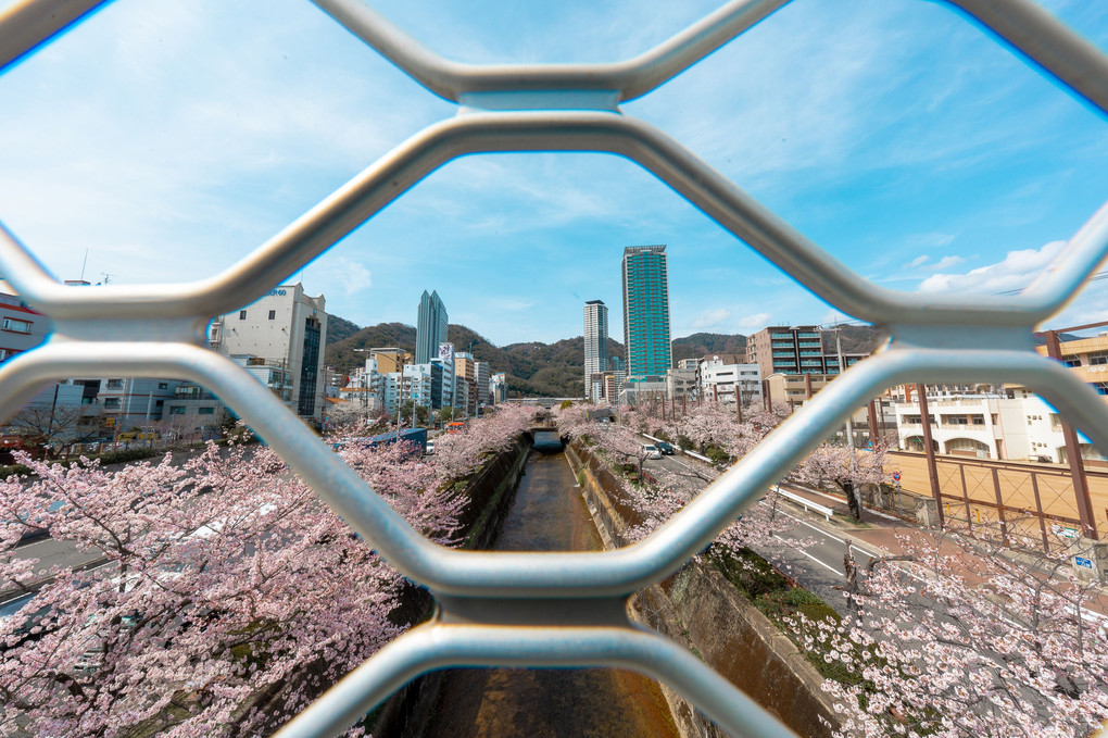 フェンスの中の神戸の春