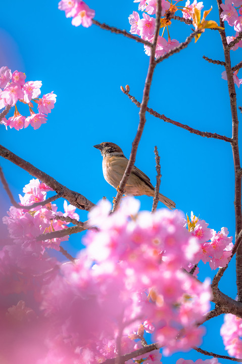 春に呼応する小鳥