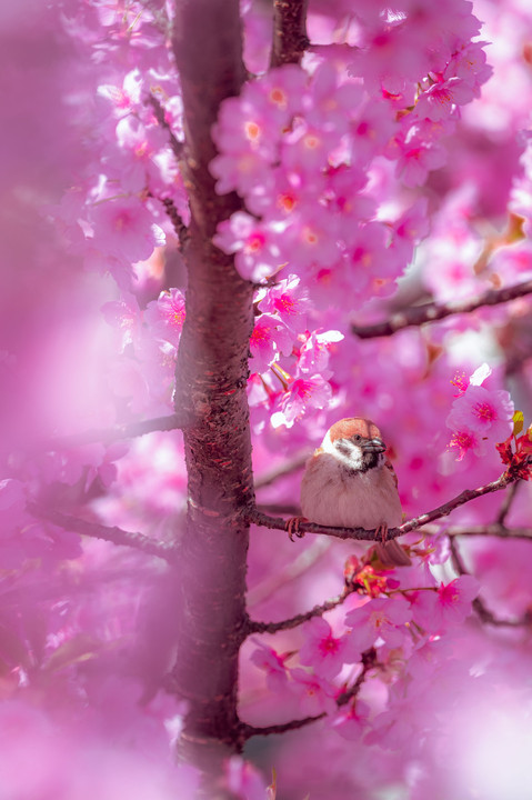河津桜と雀