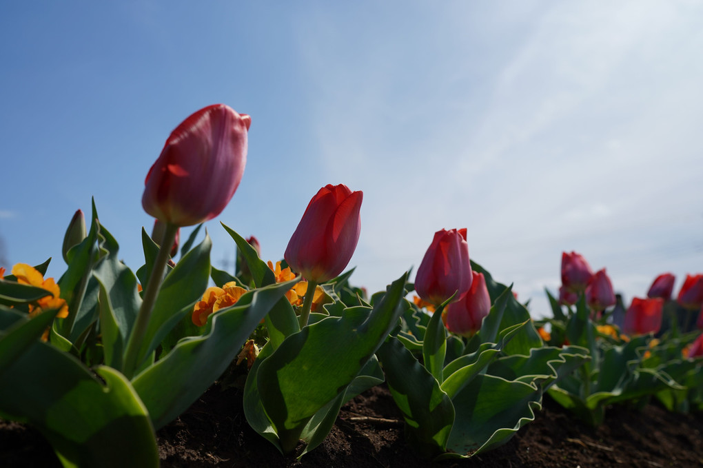 空に伸びてく春の花