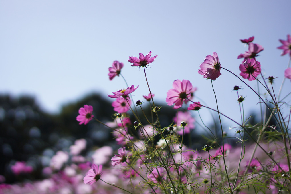 秋の桜