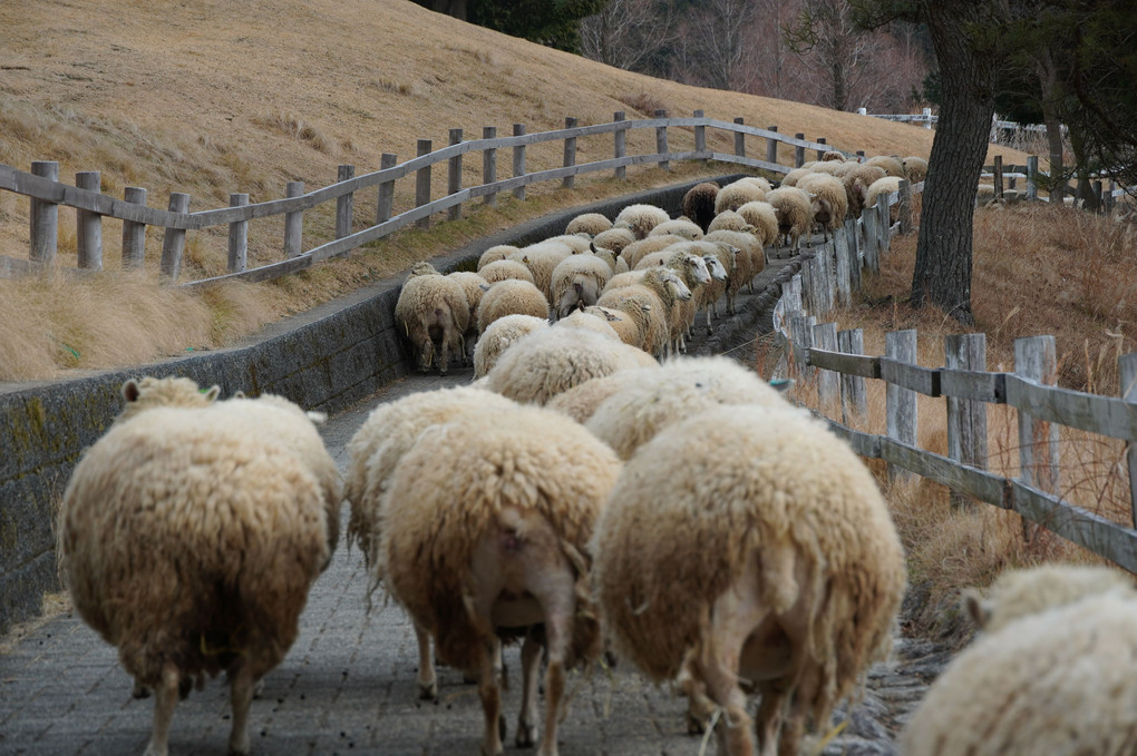 羊の行列