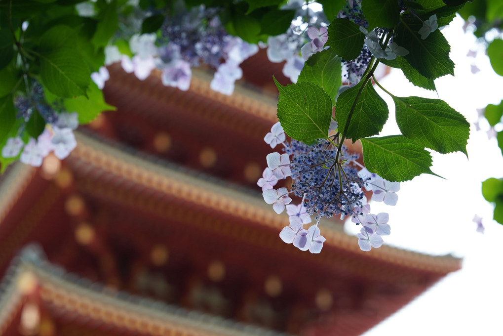 紫陽花と五重塔