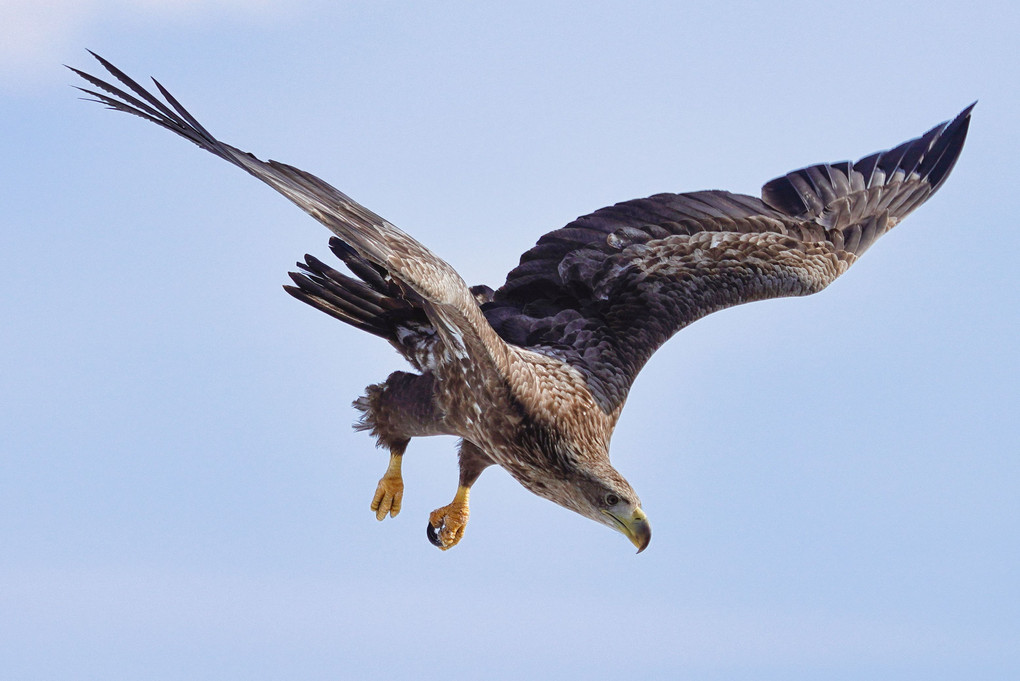 オジロワシの若鳥ロックオン！