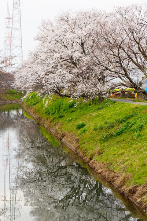 町の桜