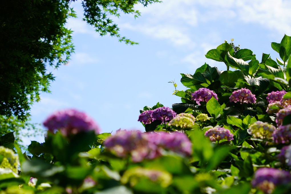 青空　紫陽花