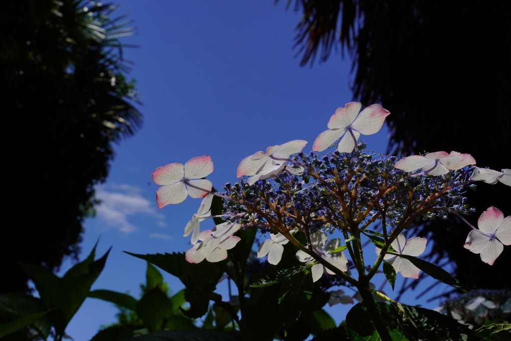 青空　紫陽花