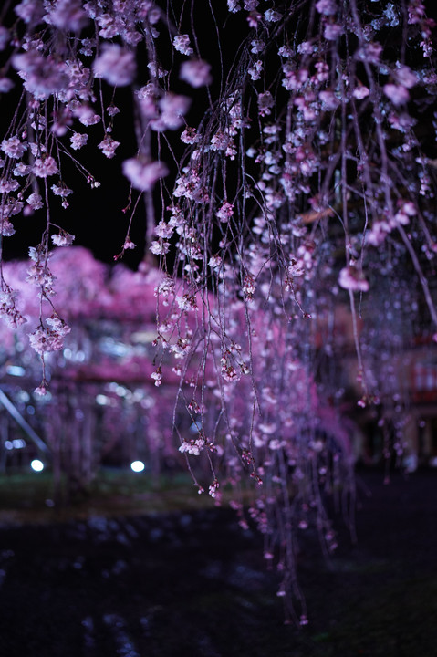 奈良・天理枝垂れ桜