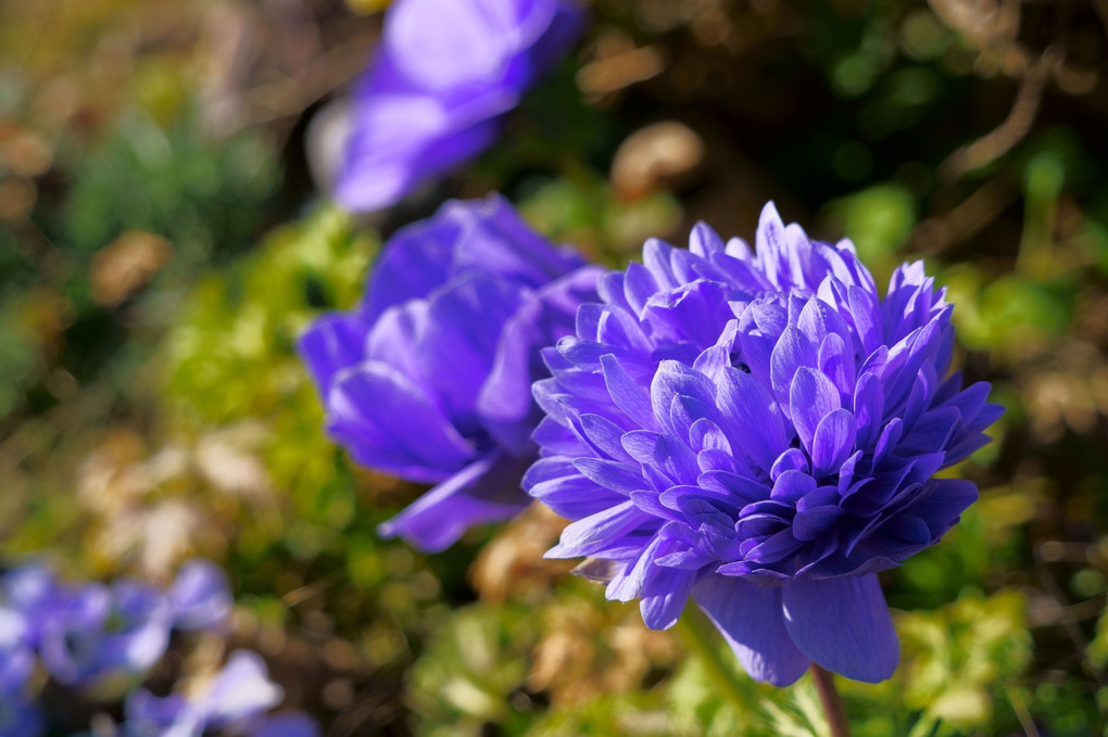 ミツバチと菜の花