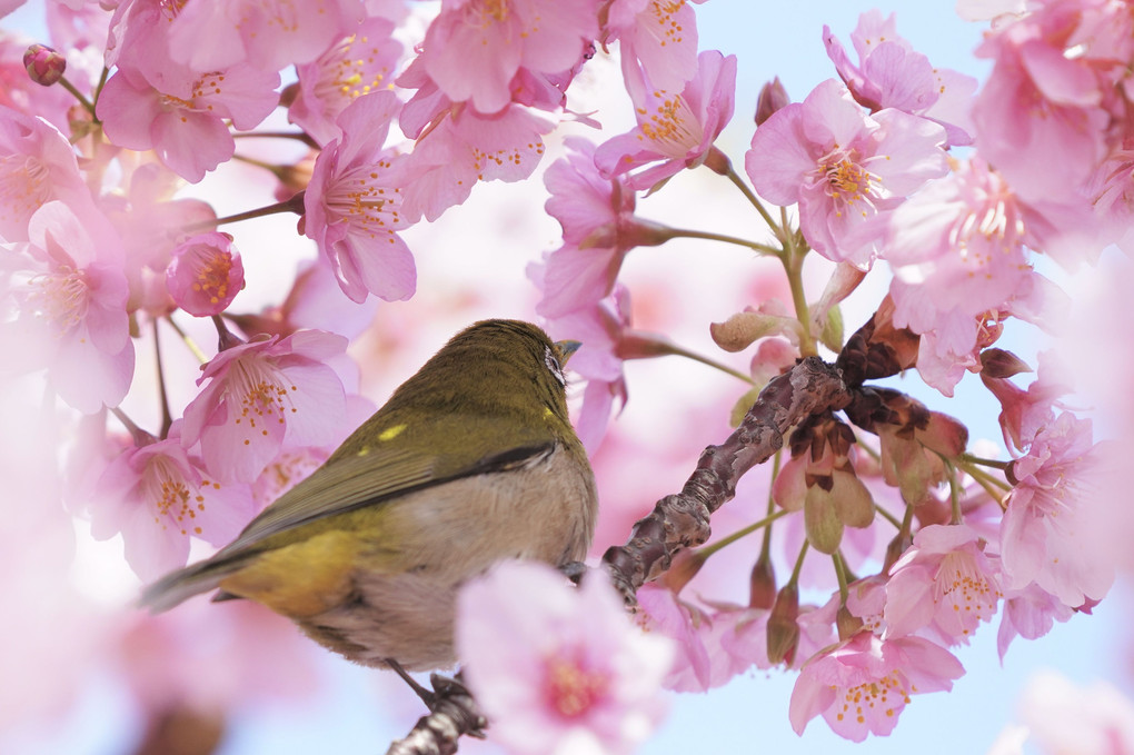 春・光・彩　～６～　桜にメジロ