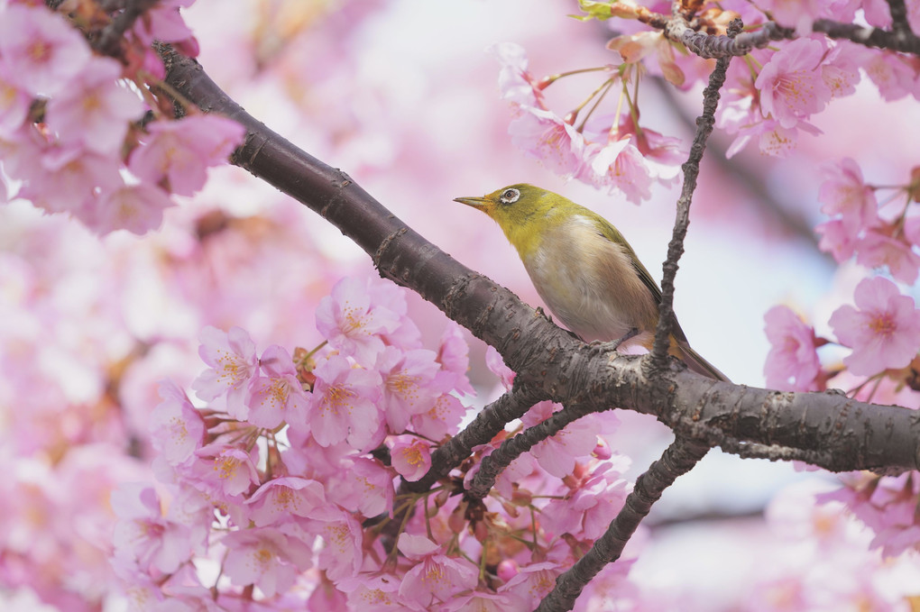 春・光・彩　～６～　桜にメジロ