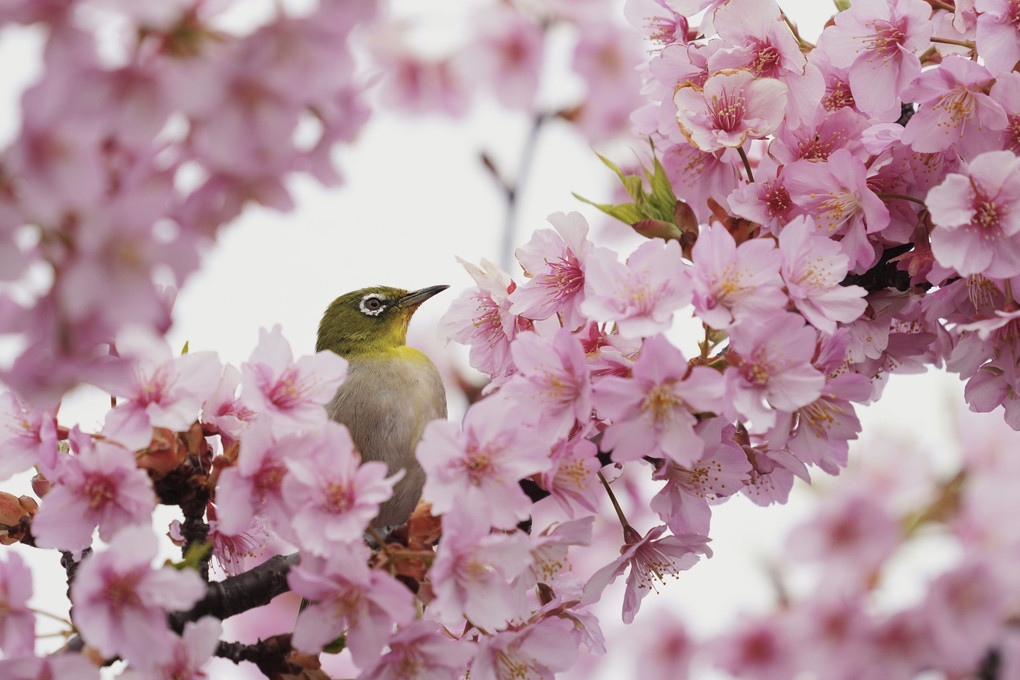 春・光・彩　～６～　桜にメジロ