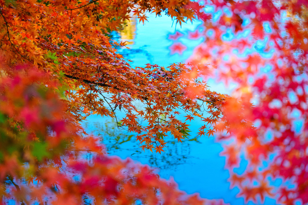 初冬・光・彩　～水面に映えるなごりの紅葉を撮り描き残す～