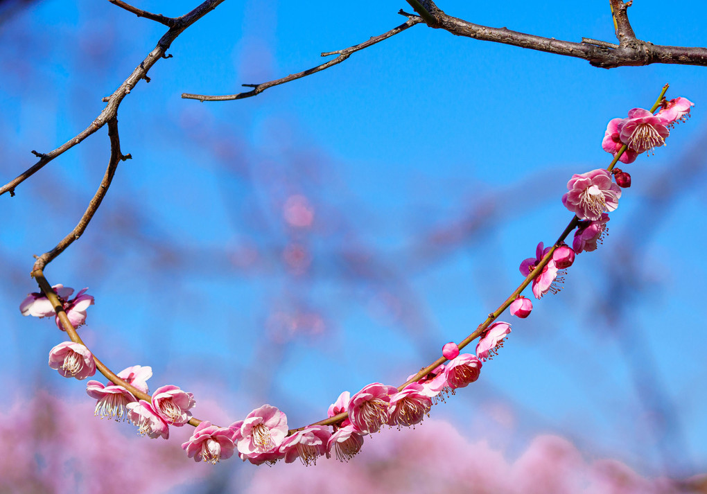 初春・光・彩　～梅の花を撮り描き残す～