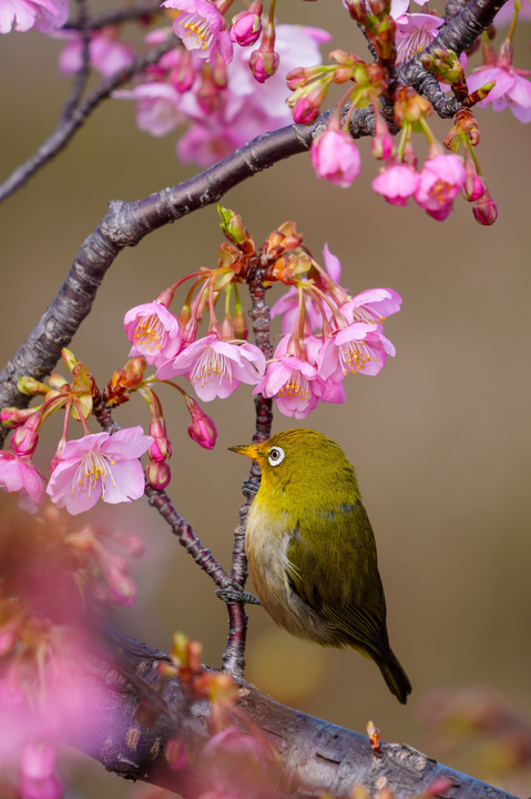 初春・光・彩　～河津桜にメジロを撮り描き残す～