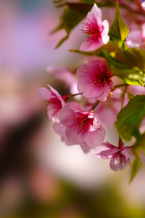 初春・光・彩　　～河津桜を撮り描き残す～