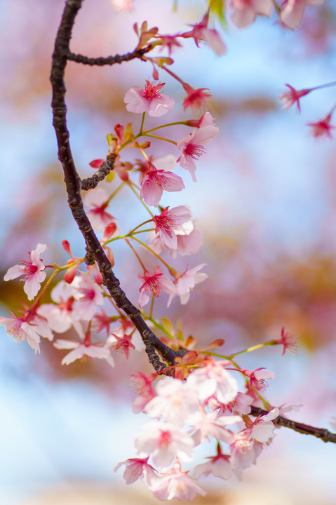 初春・光・彩　～なごりの河津桜を撮り描き残す～