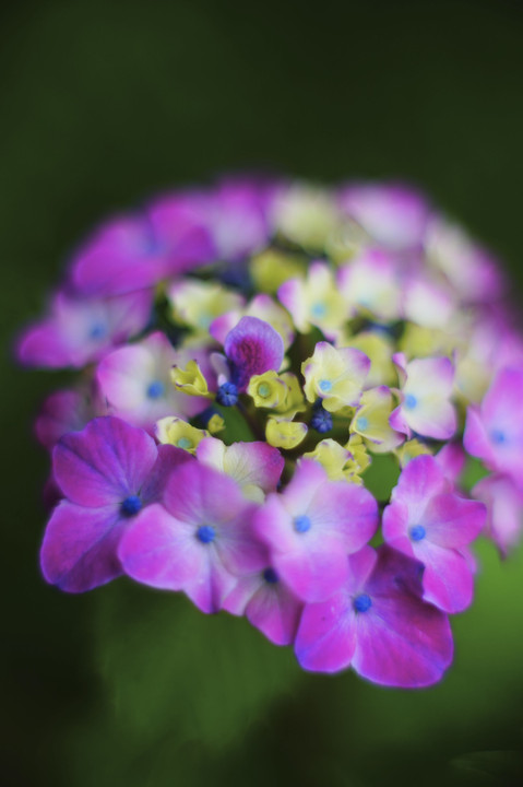 夏・光・彩　～紫陽花in鮫洲運河～