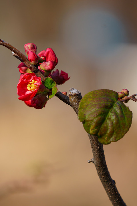 初春・光・彩　～真紅に輝くボケの花を撮り描き残す～