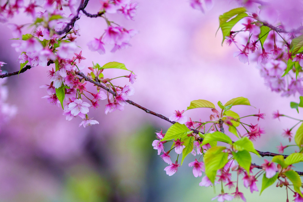 初春・光・彩　～色々な河津桜の表情を撮り描き残す～