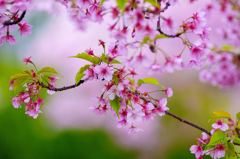 初春・光・彩　～色々な河津桜の表情を撮り描き残す～