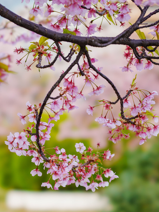 初春・光・彩　～なごりの河津桜を２本の100ｍｍ単レンズで撮り描き残す～
