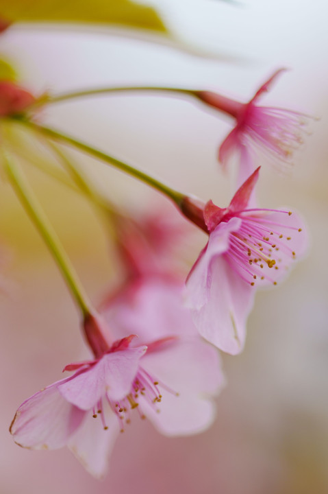 初春・光・彩　～なごりの河津桜を２本の100ｍｍ単レンズで撮り描き残す～